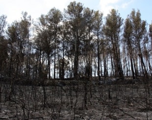 Imatge de bosc cremat per l&#039;incendi que es va declarar divendres a la Pobla de Montornès.