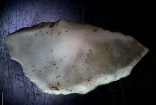Els darrers treballs dels arqueòlegs posen al descobert una part de fèmur humà i unes peces de puntes de llança