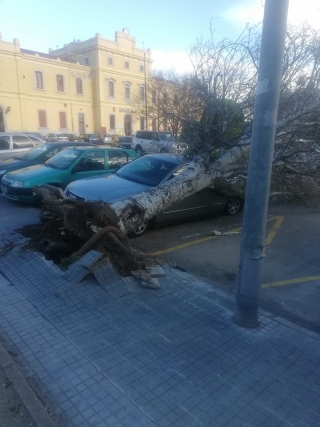 Imatge d&#039;arxiu d&#039;un arbre caigut a l&#039;estació de tren de Valls