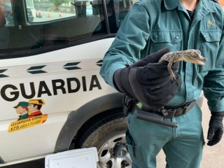 Un agent del Seprona, mostrant una cria de caiman intervinguda a Mont-roig del Camp, on un veí intentava vendre&#039;n dos exemplars petit, l&#039;1 de març del 2021