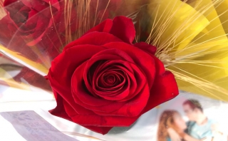 Imatge de recurs d&#039;una rosa de Sant Jordi