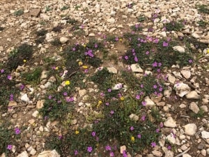 La finca on es troba la pedrera romana del Mèdol conserva flora silvestre.
