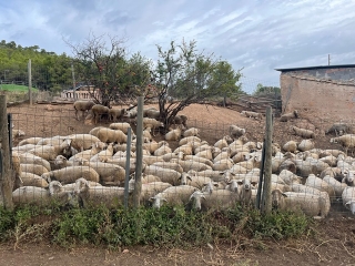 Ramat d&#039;ovelles que recorrerà el Camí de la Carrerada de Santa Coloma per Tots Sants 