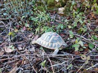 Una de les tortugues mediterrànies alliberades al Parc Natural de la Serra del Montsant