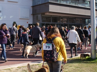 Imatge d&#039;una edició anterior de la passejada de gossos a Reus