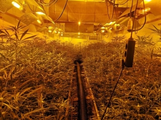 Imatge d&#039;una plantació de marihuana en una nau industrial de Vila-seca