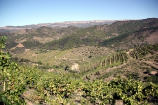Imatge d&#039;arxiu de diverses vinyes al terme municipal de Porrera, al Priorat, amb la Serra de Montsant al fons