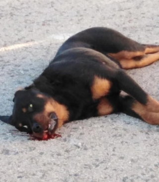 El gos de raça Rottweiler, després d&#039;haver resultat mort a trets aquesta tarda a la urbanització de Valldemar, a Segur de Calafell