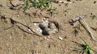S&#039;han localitzat tres ous de corriol camanegre a les platges de Calafell, després de 30 anys