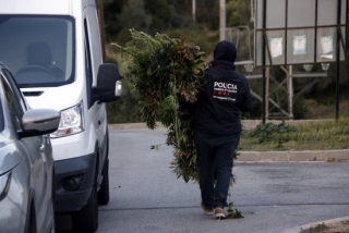 Imatge d&#039;arxiu d&#039;un agent dels Mossos d&#039;Esquadra, d&#039;esquenes, carregant plantes de marihuana arrencades en un xalet de la urbanització Monnars de la ciutat de Tarragona