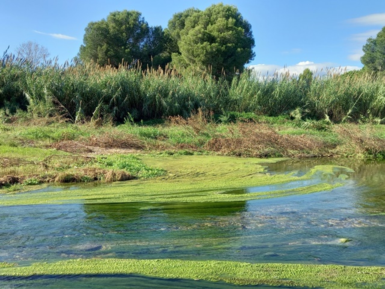 L&#039;objectiu de la plantada és la recuperació de la vegetació de ribera del riu Francolí