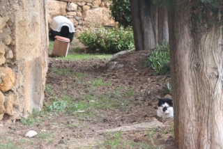Imatge d&#039;un gat a prop d&#039;una de les casetes de refugi que s&#039;han col·locat al peu de la muralla romana, al Passeig Arqueològic de Tarragona