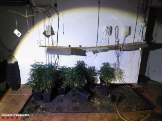 Imatge de les plantes de marihuana descobertes pels Mossos a Alcover
