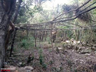 Imatge de la plantació de marihuana dins d&#039;una zona deforestada en un bosc de Colldejou, al Baix Camp