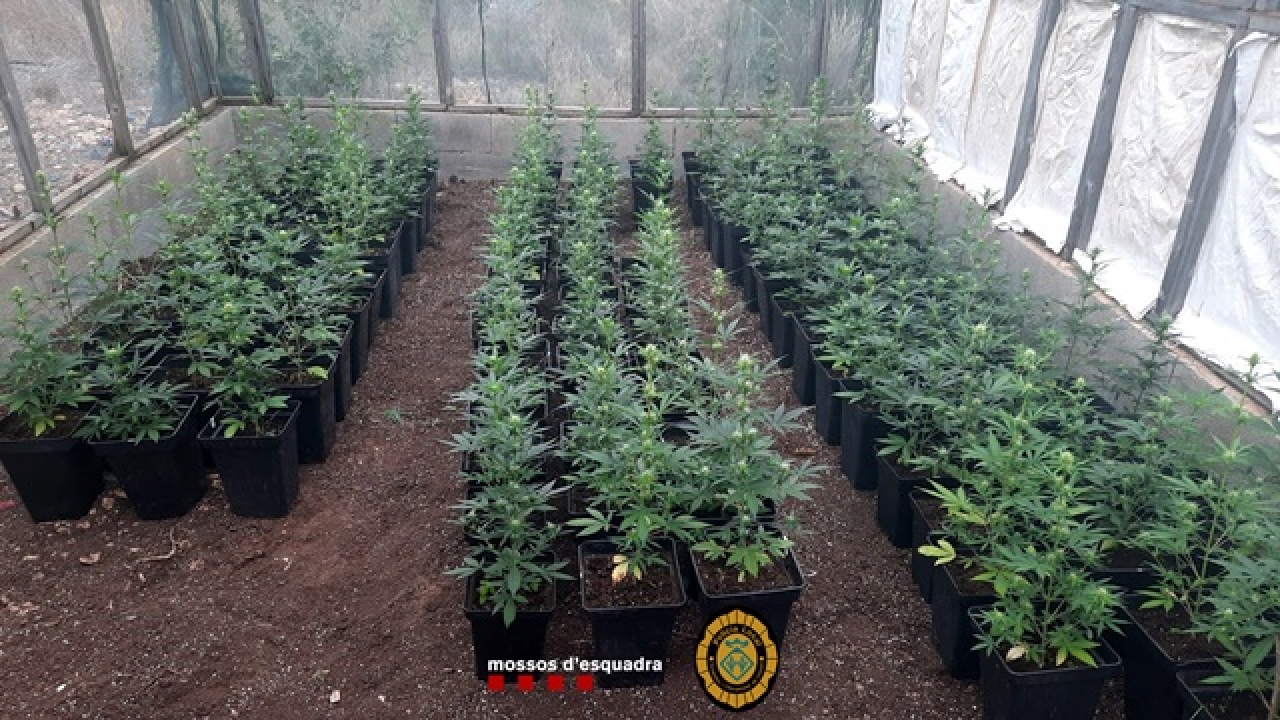 Plantació de 120 plantes de marihuana desmantellada al municipi de Vandellòs i l&#039;Hospitalet de l&#039;Infant