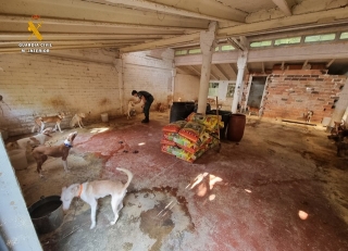 A la finca rústica de la Pobla de Mafumet es van trobar 61 gossos que vivien en condicions de deficiència higiènica saniària