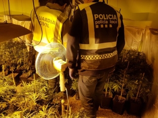 Agents de la Guàrdia Civil en el desmantellament d&#039;una plantació de marihuana dins d&#039;una casa de Roda de Berà, el 14 de febrer del 2020