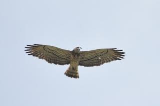 Àguila marcenca en vol