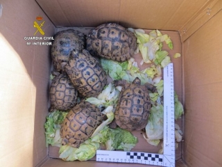 Els sis exemplars de tortuga &#039;mora&#039;, que estaven a la venda per Internet, requisats per la Guàrdia Civil a Salou, dins d&#039;una caixa de cartró