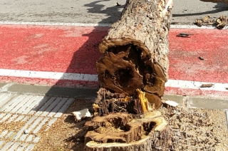 El tronc d&#039;un arbre talat a la Bisbal del Penedès a causa de la podridura interior