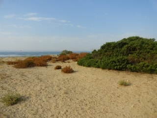 Imatge de la platja Llarga, un dels indrets a visitar durant la caminada del proper diumenge 16 de setembre