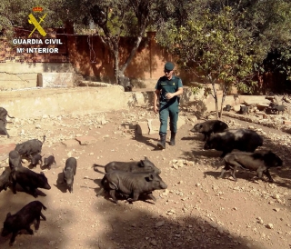 Els agents van localitzar la finca amb una trentena de porcs vietnamites en un greu estat d&#039;abandó