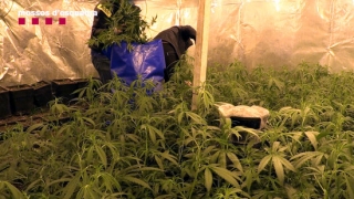 Plantes de marihuana a l&#039;interior d&#039;una de les onze naus industrials del grup criminal
