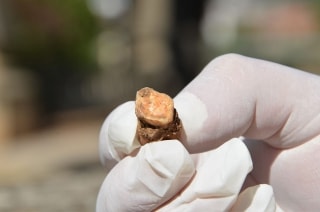 Primer molar superior dret d&#039;un adult neandertal trobat en aquesta campanya a les Coves del Toll, a Moià