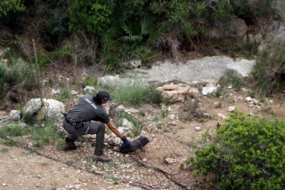 Un agent rural capturant una cria de porc vietnamita al parc de la Muntanyeta de Tarragona, el passat 9 de setembre del 2019