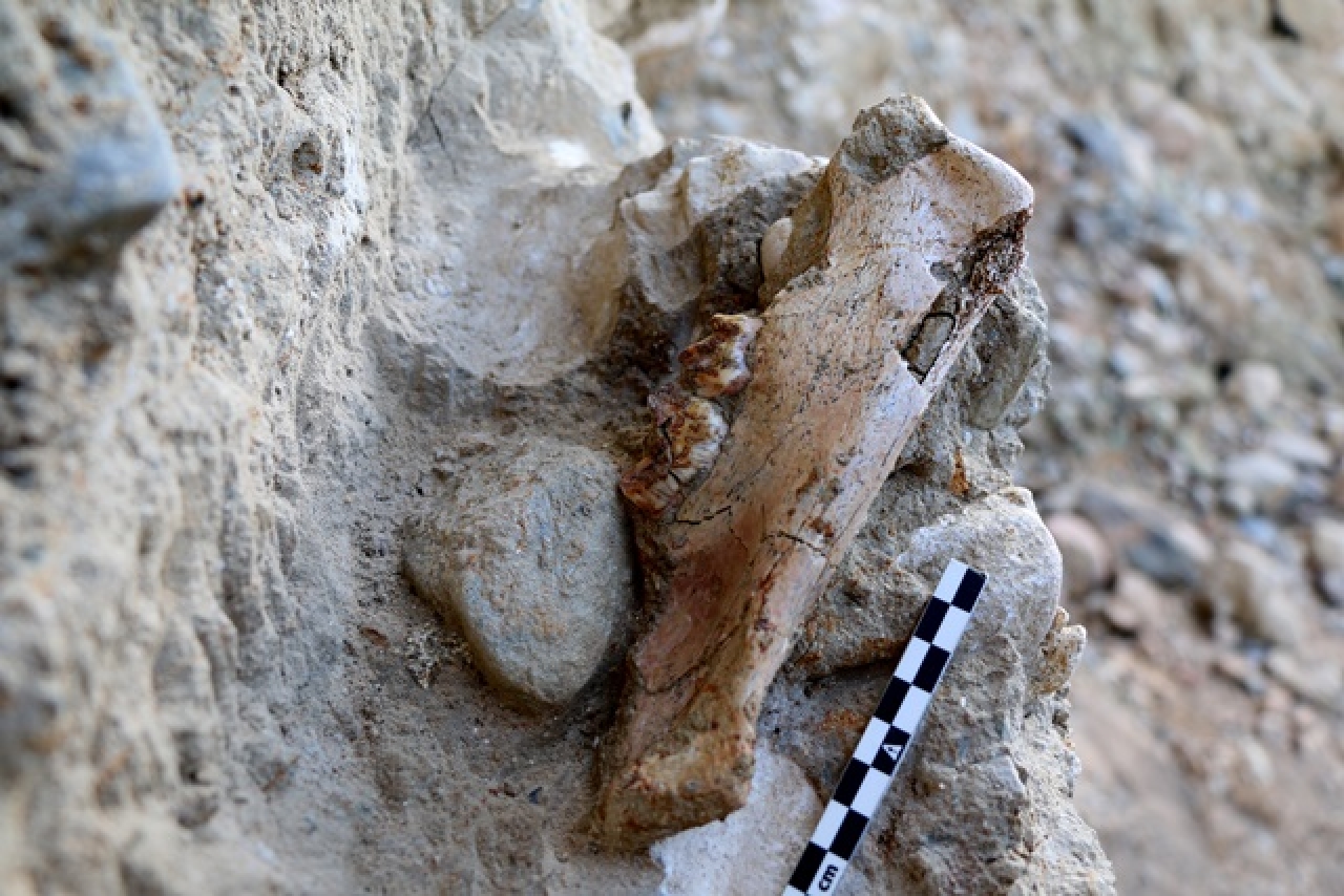 La mandíbula de tigre de dents de sabre de fa un milió d&#039;anys recuperat en el jaciment de la Boella durant la 16a campanya d&#039;excavació arqueològica