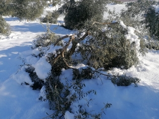 La majoria de danys s’ha registrat a les oliveres noves