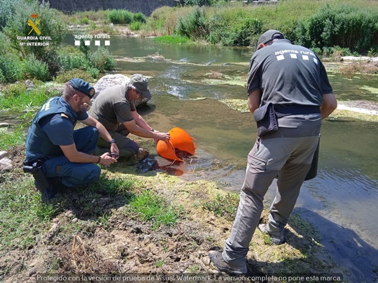 Agents de la Guàrdia Civil i dels Agents Rurals alliberant exemplars d&#039;anguila europea al riu Francolí