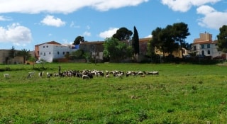 Els xalets es volen construir als terrenys situats al darrer del ramat d&#039;ovelles