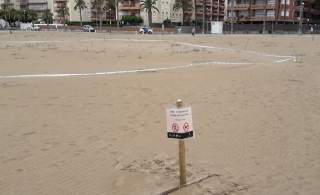 S&#039;ha reforçat la senyalització de la zona de nidificació del corriol camanegre a la platja de la Paella