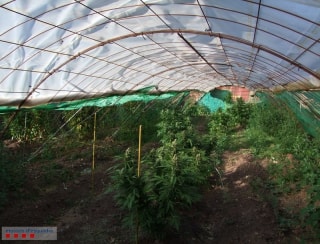 Un dels hivernacles on cultivaven marihuana