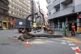 Un dels arbres talats al carrer Ramon y Cajal de Tarragona per la brigada municipal