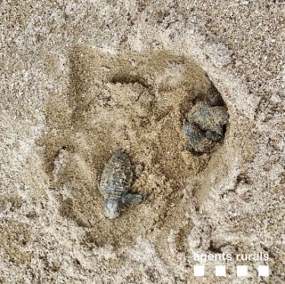 El passat setembre es van localitzar nius de tortugues caretes  - o babaues- a la platja de Vilafortuny i a la platja de l&#039;Ardiaca.