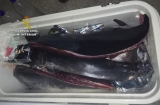 Exemplars de tonyina roja capturats de forma il·legal per un pescador recreatiu en època de veda