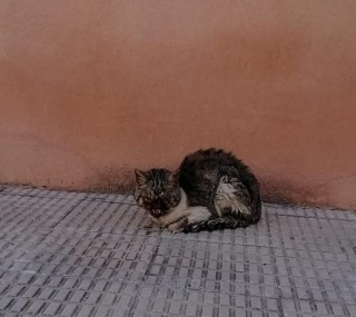 El gat trobat al barri Montserrat estava ferit de mor després de rebre un petard a la boca