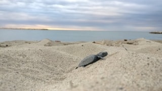 Una cria de tortuga babaua que s&#039;ha observat a la platja de l&#039;Ardiaca, a Cambrils