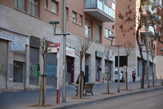 Els arbres reposats, al carrer Rovira i Virgili de Tarragona 
