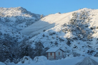 Vinyes nevades al terme municipal de Porrera, l&#039;11 de gener del 2021