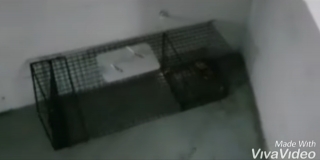 Captura d&#039;un vídeo enregistrat per un voluntari de Tarraco Felina on s&#039;observa la gàbia instal·lada al pàrking Tarraco