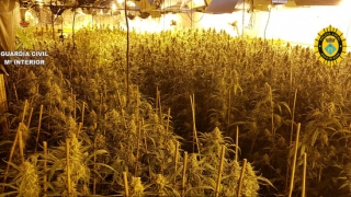 Imatge de la plantació de marihuana intervinguda a Roda de Berà