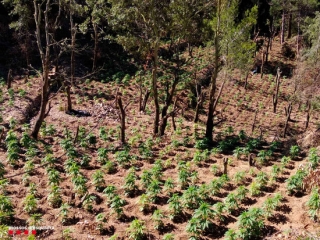 Imatge d&#039;una plantació de marihuana desmantellada pels Mossos d&#039;Esquadra a l&#039;Argentera, al Baix Camp
