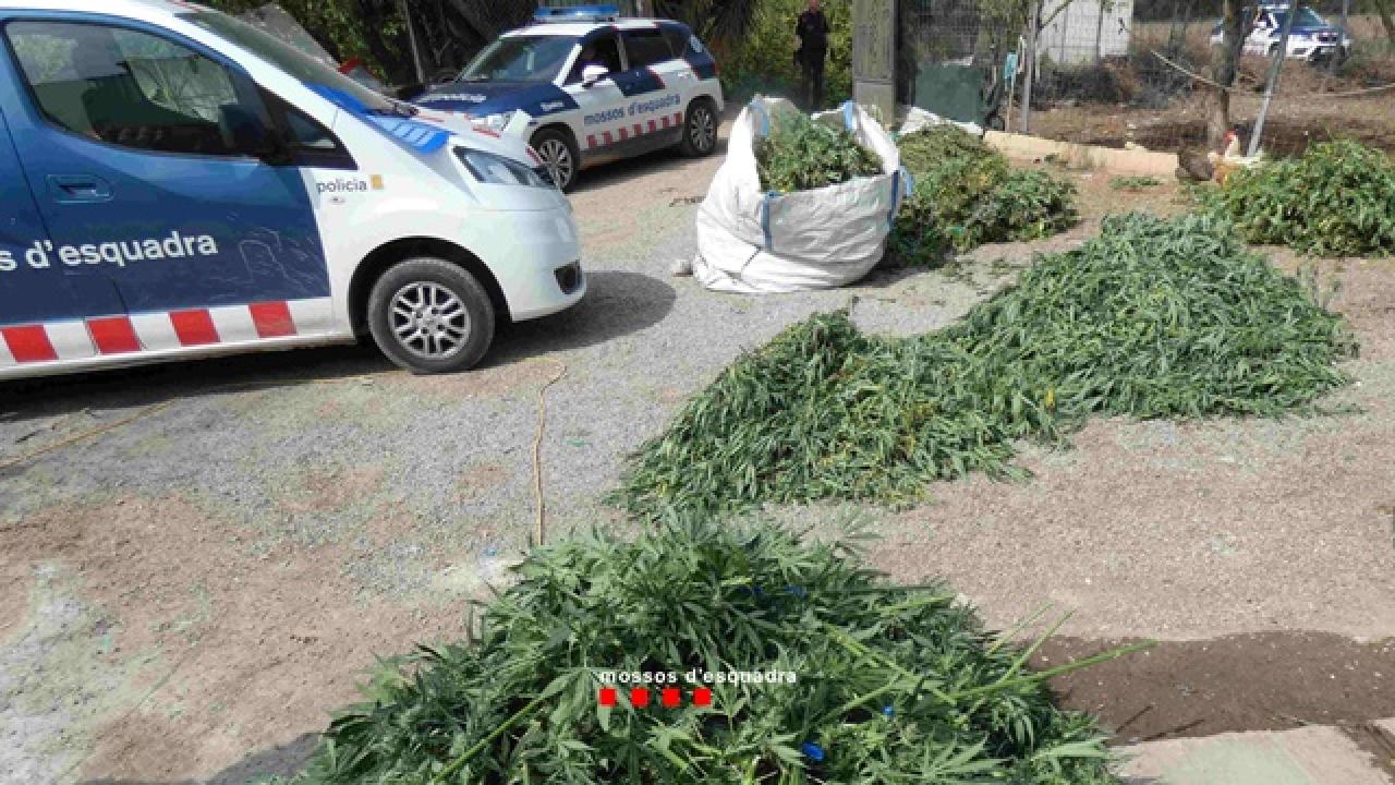 Marihuana comissada en una casa de Valls en el marc d&#039;una operació dels Mossos d&#039;Esquadra contra el tràfic de drogues