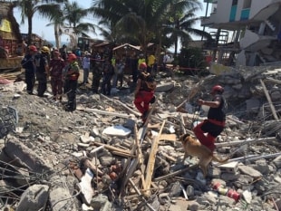 Un equip de la unitat canina de rescat de l&#039;ONG K9 de Creixell, a l&#039;Equador.