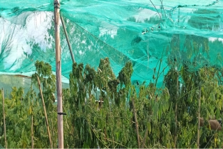 Imatge de la plantació de marihuana localitzada en un jardí d&#039;un habitatge d&#039;Aiguamúrcia