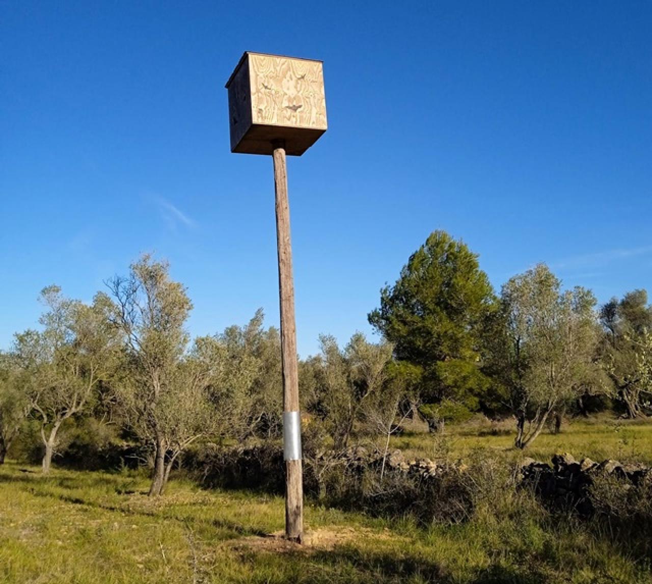 Refugi aeri per ratpenats a la finca de l&#039;Arion, formada per oliveres monumentals (Ulldecona, Montsià)