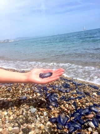 Detall d&#039;una mà amb un exemplar de medusa Vilella